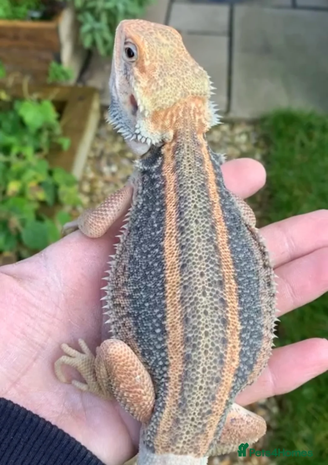Bearded Dragon reptiles for sale: Red Monster Genetic Stripe Zero Hypo Trans License - Advert 22