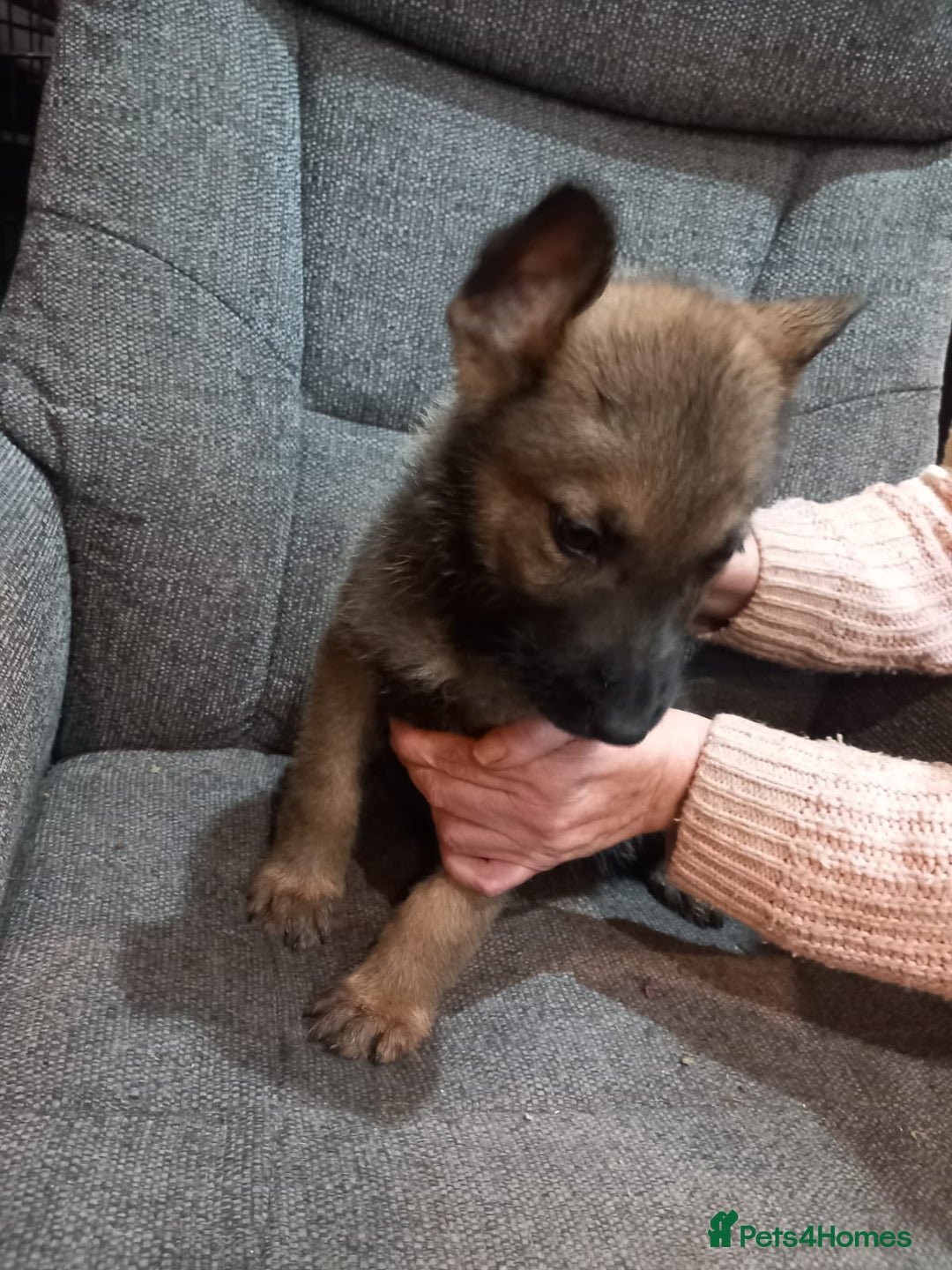 German Shepherd dogs for sale: German shepherd puppies - Advert 3