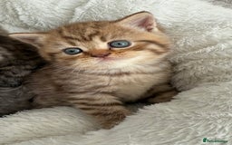 British Shorthair cats for sale: British shorthair kittens  - Image 12