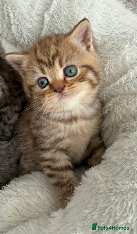 British Shorthair cats - Advert 5