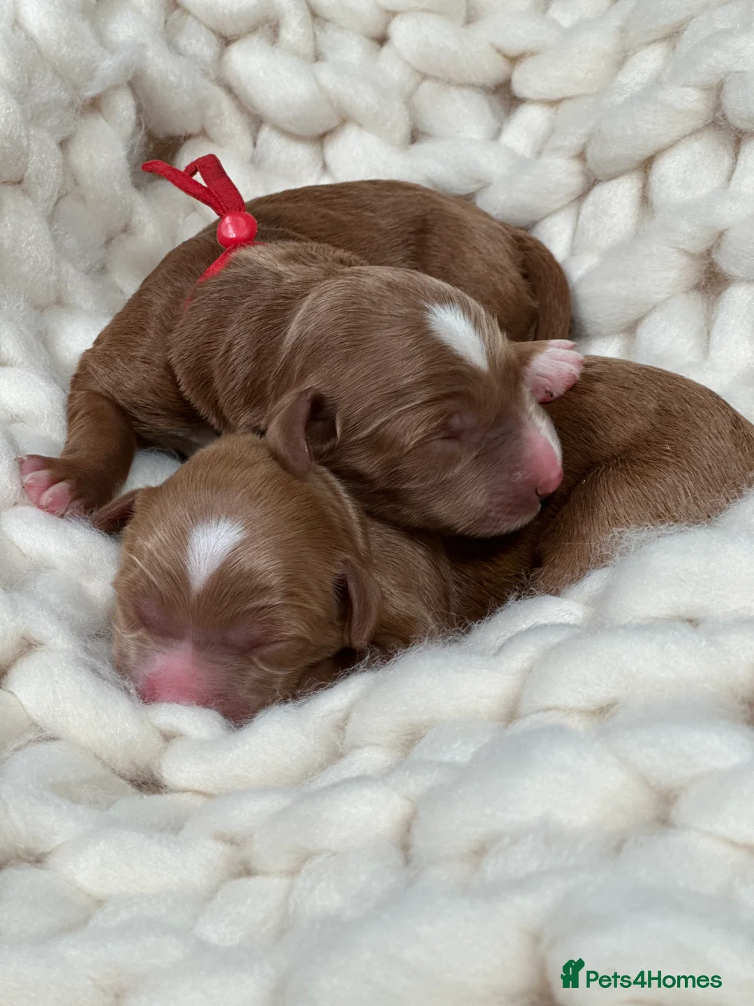 Australian Labradoodle dogs for sale: WAITING LIST Australian Labradoodles - RED & TUX  - Advert 22