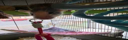 Rat rodents for sale: Pair of Female Dumbo Rats with large enclosure - Advert 13
