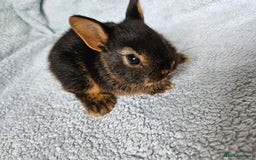 Netherland Dwarf rabbits for sale: Netherland dwarf bunnies  - Image 6