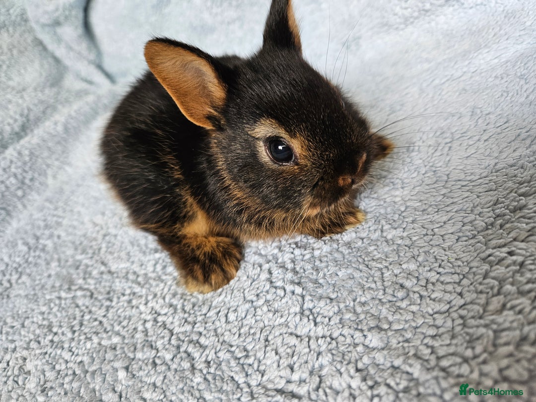 Netherland Dwarf rabbits for sale: Netherland dwarf bunnies  - Image 6