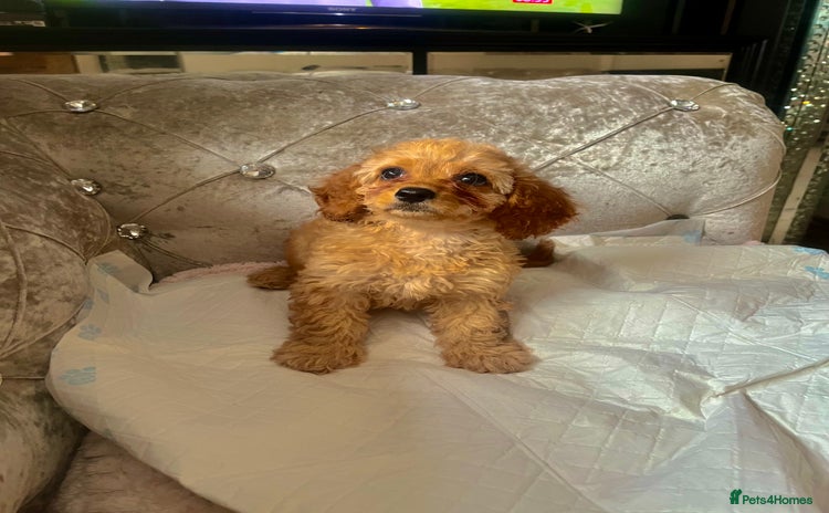 Cavapoo dogs - Advert 2