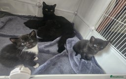 British Shorthair cats for sale: 4 beautiful kittens for sale  - Image 20