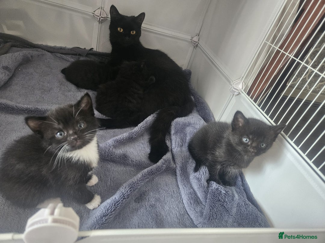British Shorthair cats for sale: 4 beautiful kittens for sale  - Image 20