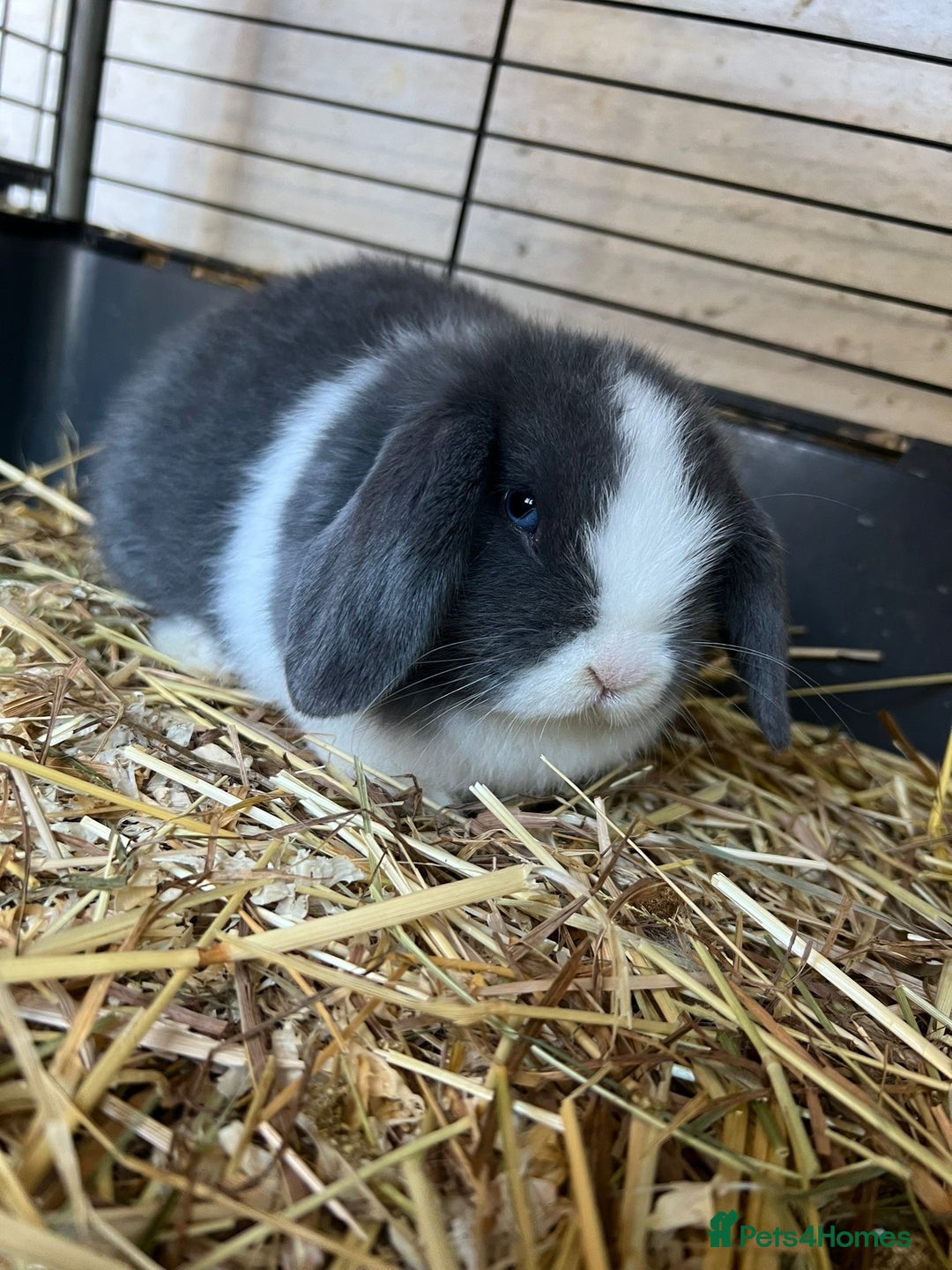 Mini Lop rabbits for sale: Mini lop buns  - Advert 9