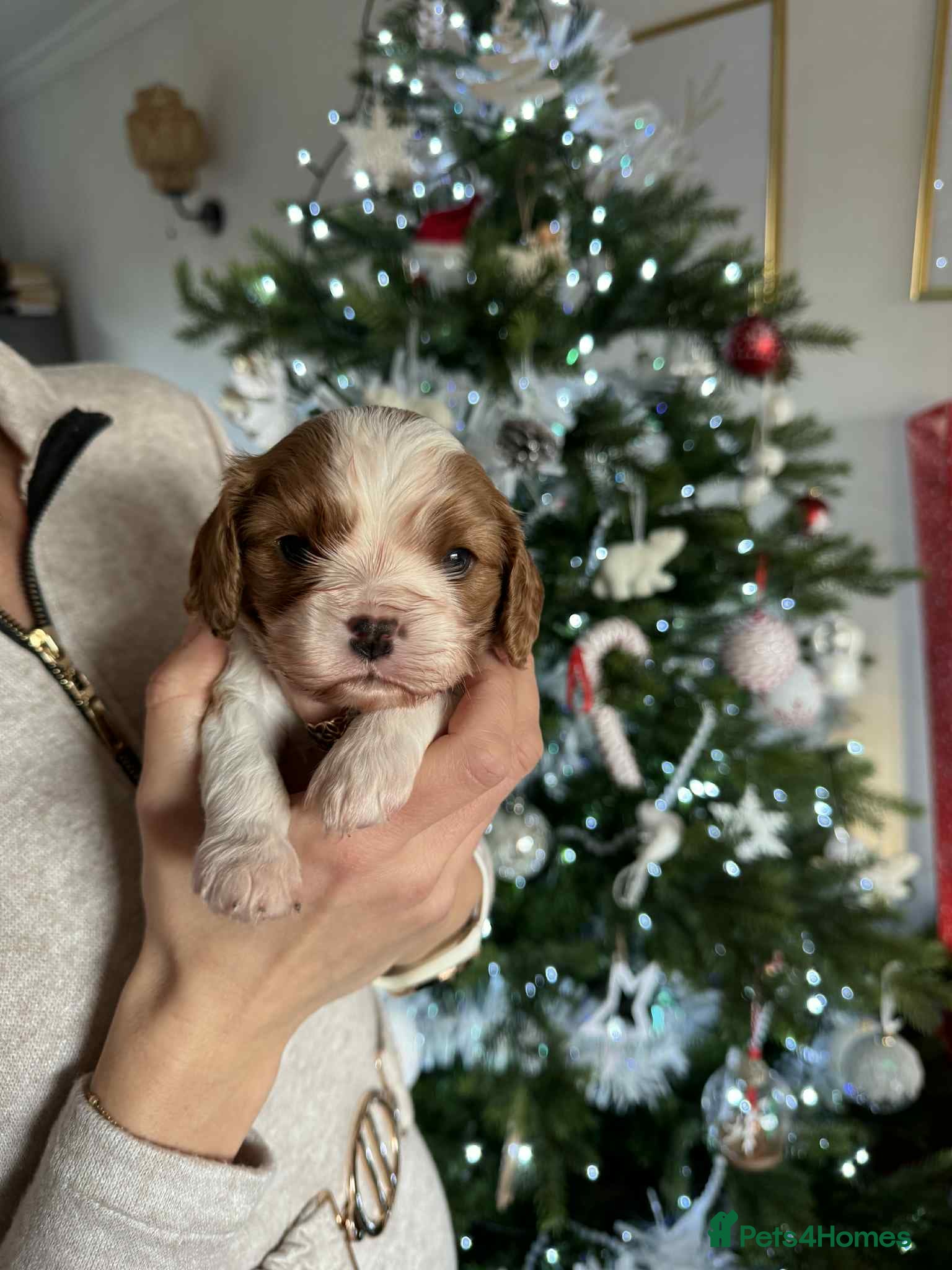 Cavalier King Charles Spaniel dogs King Charles Spaniel boy - Advert 13