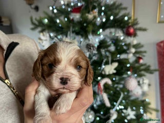 Cavalier King Charles Spaniel dogs King Charles Spaniel boy - Advert 13