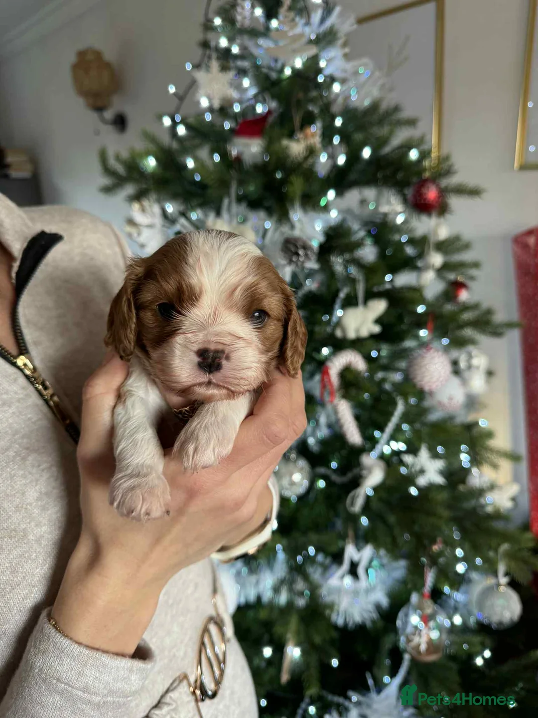 Cavalier King Charles Spaniel dogs for sale: Cavalier King Charles Spaniel boy - Advert 13