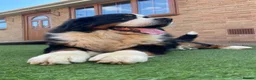 Bernese Mountain Dog dogs for sale: Beautiful Bernese Mountain Dog Puppies 7Girls 1Boy - Advert 4