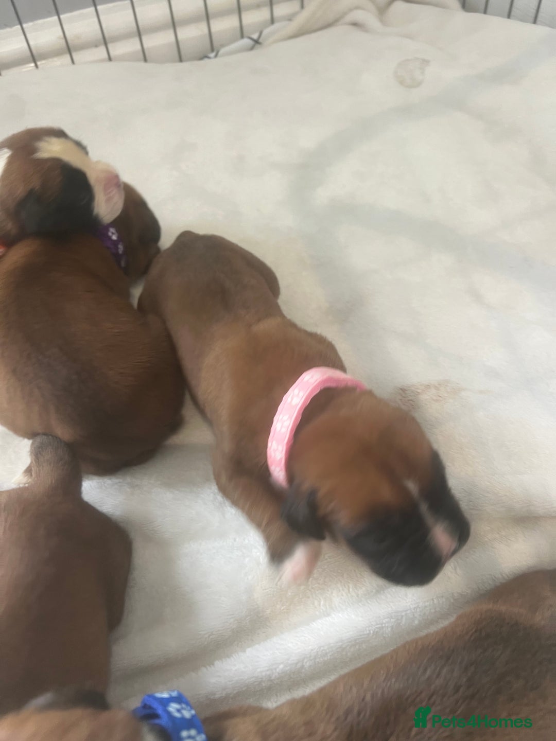 Boxer dogs for sale: Stunning Kc Boxer Puppies - Image 18