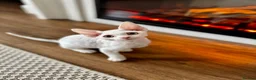 Devon Rex cats for sale: Last 2 exceptional Devon Rex kittens available - Advert 6