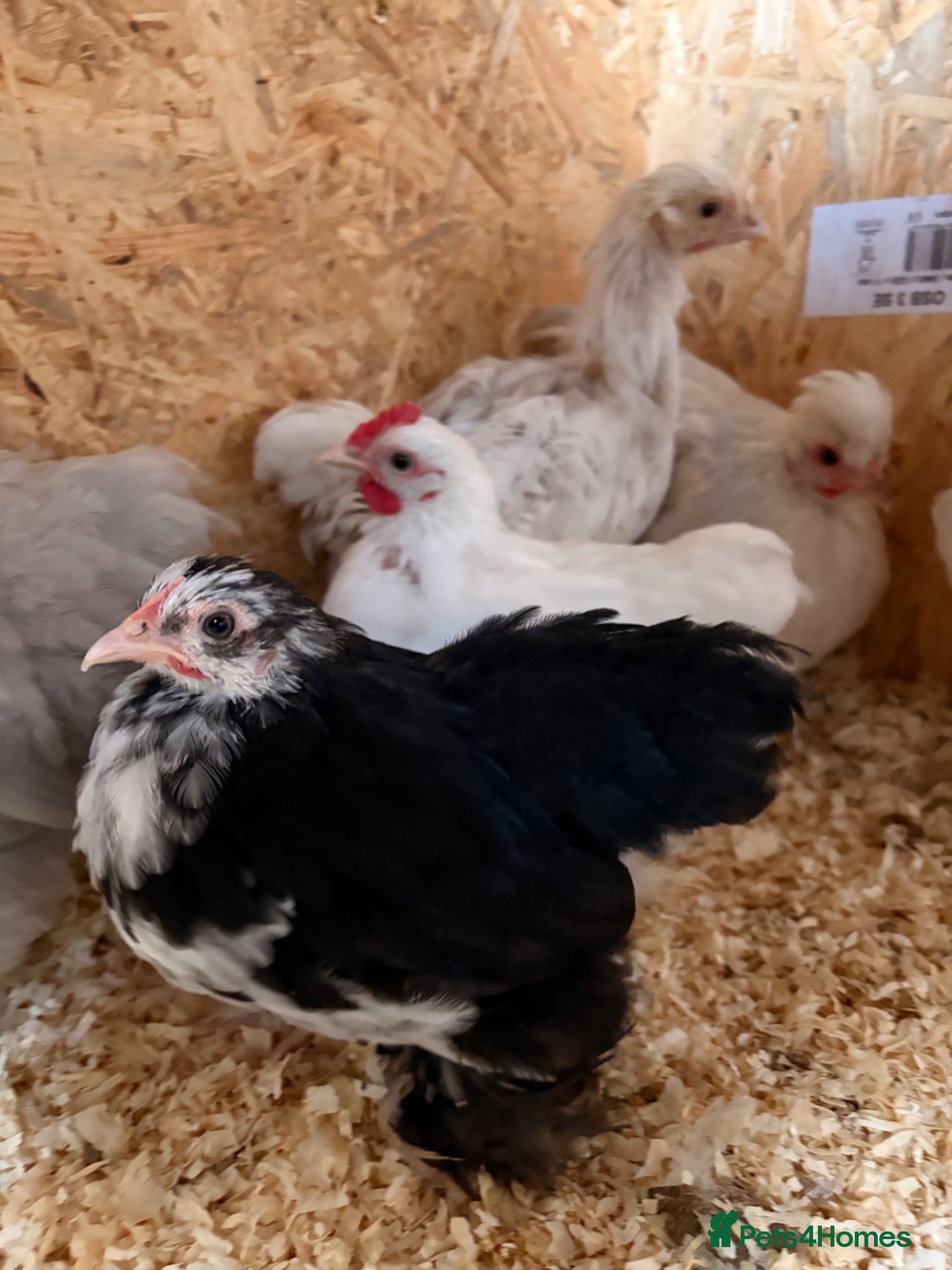 Chickens poultry Pekin pullets & silkie  - Advert 12