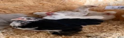 Chickens poultry for sale: Pekins , silkie and kaki campbell ducks - Advert 7
