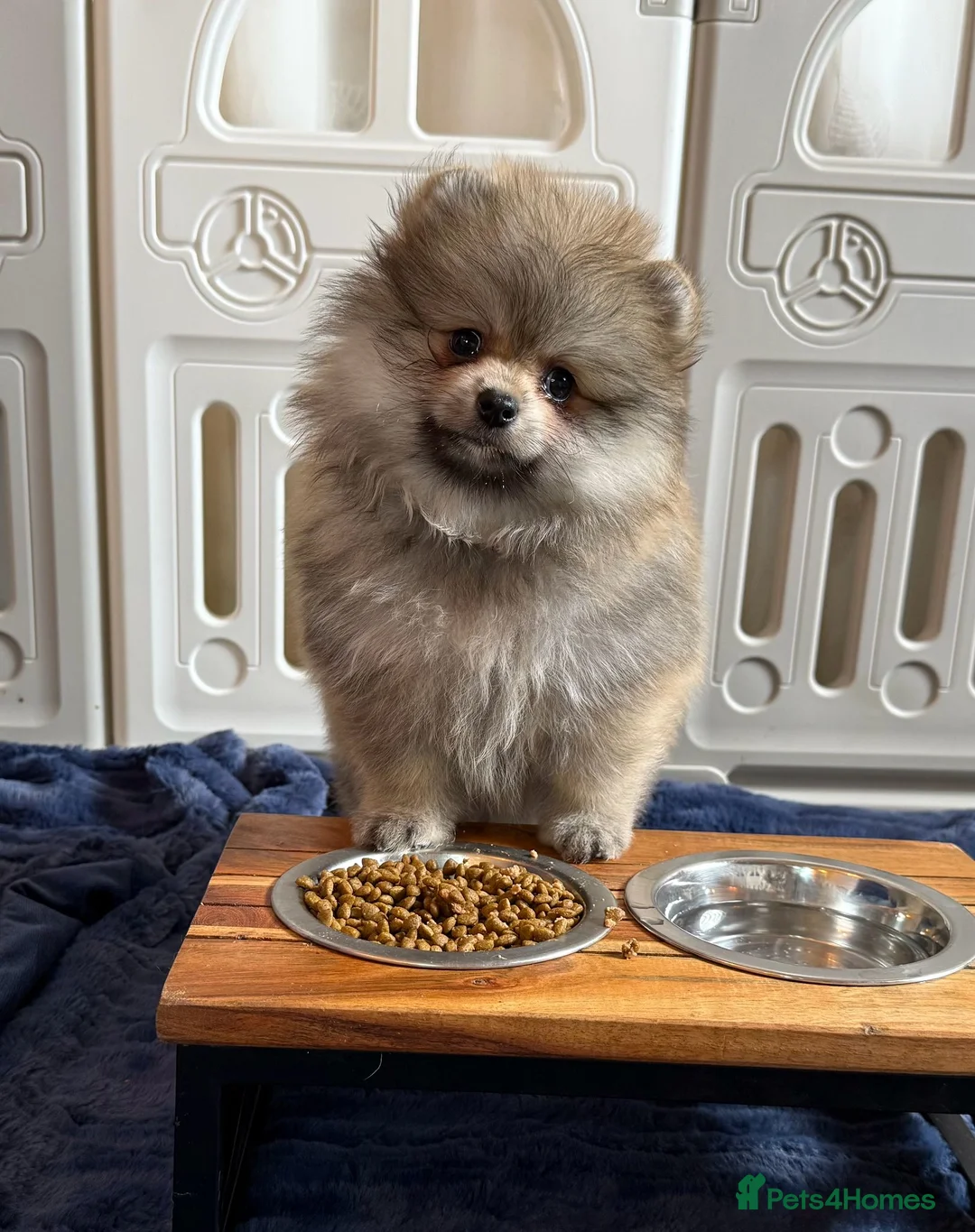 Pomeranian dogs for sale: Teddy Face Poms Puppies European Champion Lines - Advert 2
