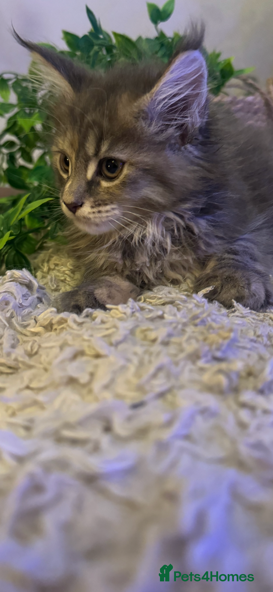 Maine Coon cats for sale: Stunning Pure Bred Maine Coons - Advert 6