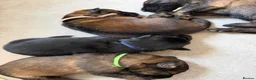 German Shepherd dogs for sale: German Shepherd Puppies 🐾 - Advert 4