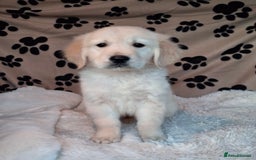 Golden Retriever dogs for sale: Kc, health tested, show type, golden retrievers. - Advert 5