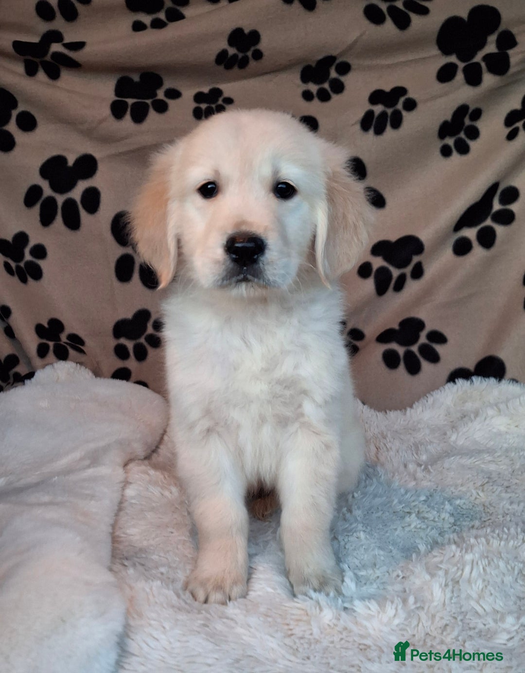 Golden Retriever dogs for sale: Kc, health tested, show type, golden retrievers. - Advert 5