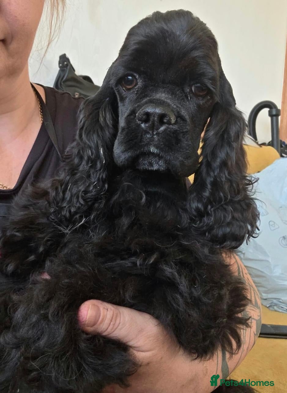 American Cocker Spaniel dogs American cocker spaniels puppies - Advert 2