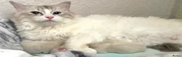 Ragdoll cats for sale: Beautiful Pure Ragdoll Kittens Ready Soon - Advert 4