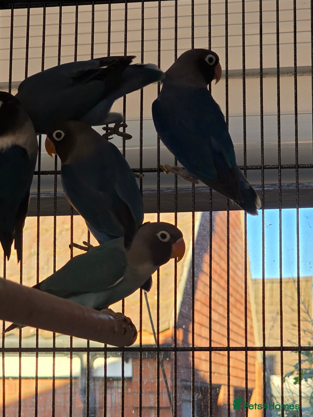 Lovebirds birds for sale: Blackmasked young lovebirds for sale - Advert 3