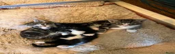 Mixed Breed cats for sale: 2 Tuxedo Tabby Boys in Shifnal - Advert 19