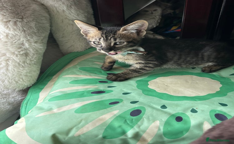 Savannah cats - Advert 1