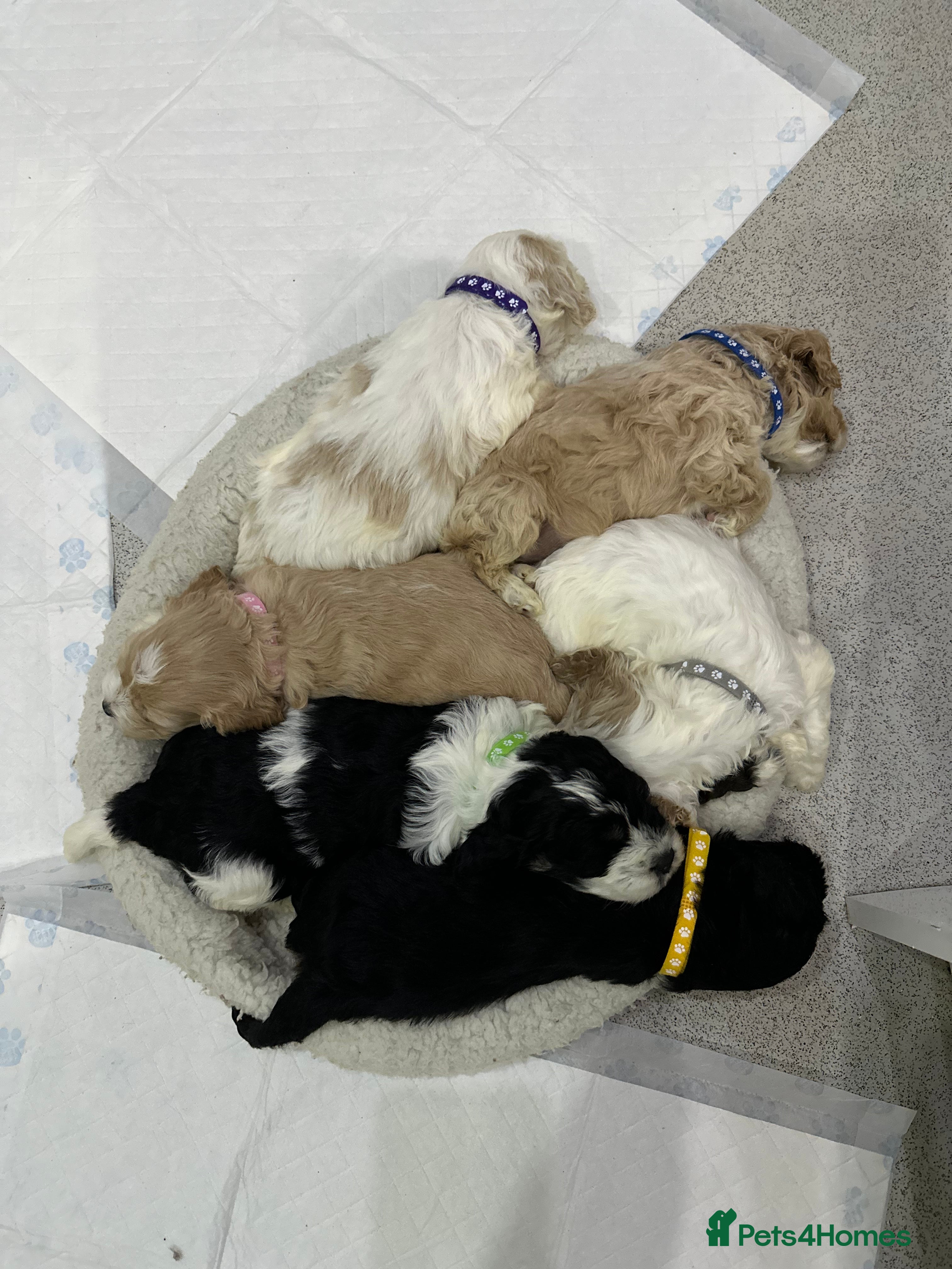 Cockapoo dogs Cockerpoo puppies  - Advert 1