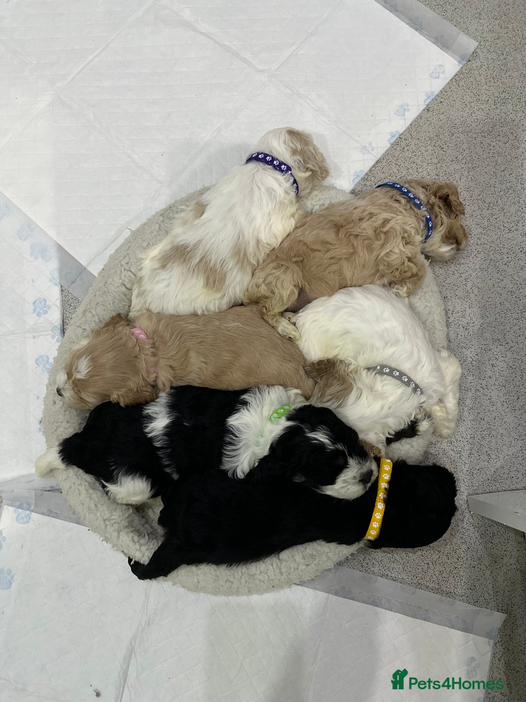 Cockapoo dogs for sale: Cockerpoo puppies  - Advert 1