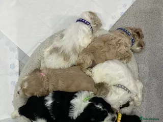 Cockapoo dogs Cockerpoo puppies - Advert 8