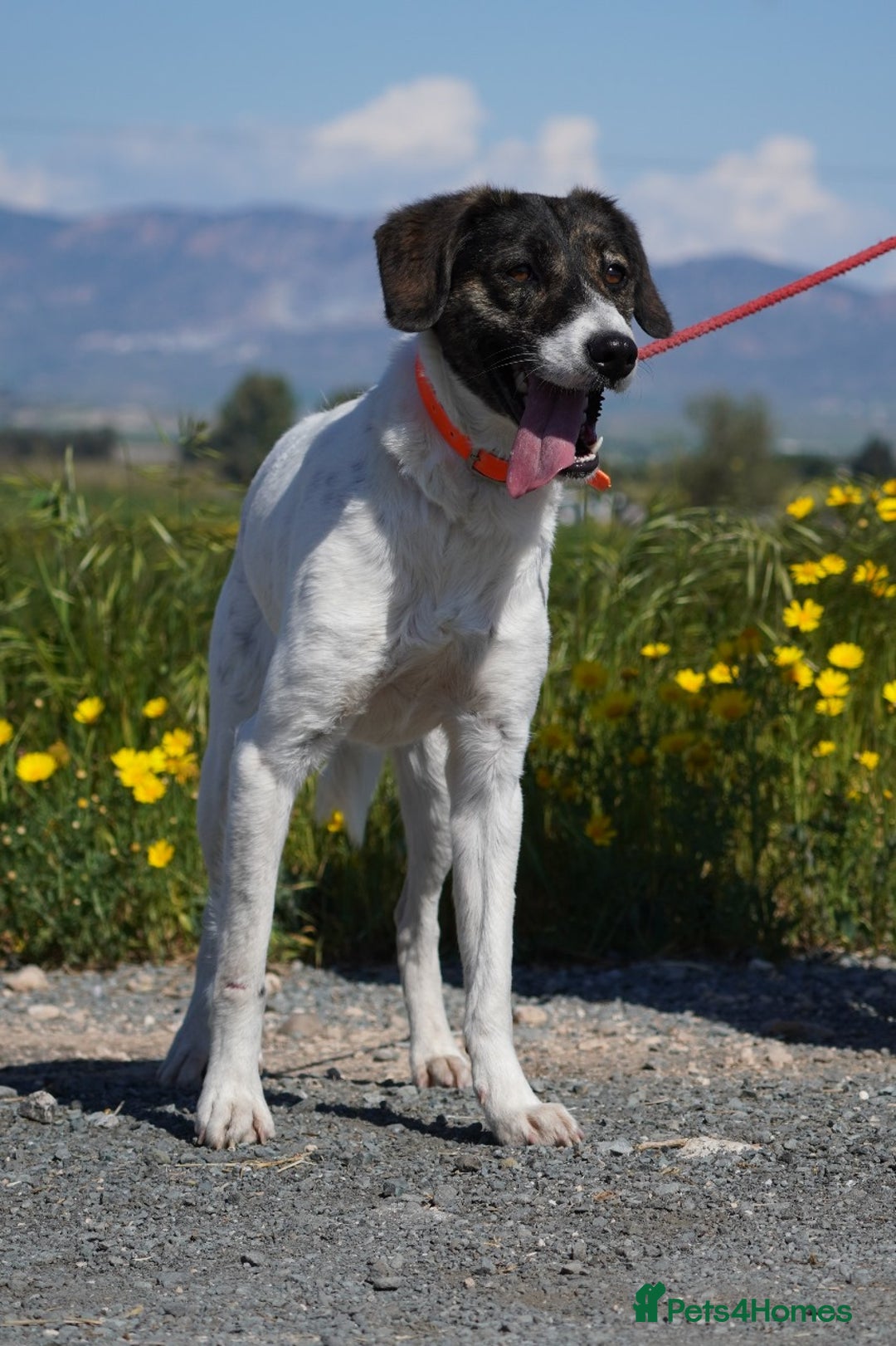 Mixed Breed dogs for adoption: Macy !  - Advert 17