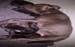 Staffordshire Bull Terrier dogs for sale: KC CHAMPION LINES STAFFORDSHIRE BULL TERRIER PUPS  - Image 13