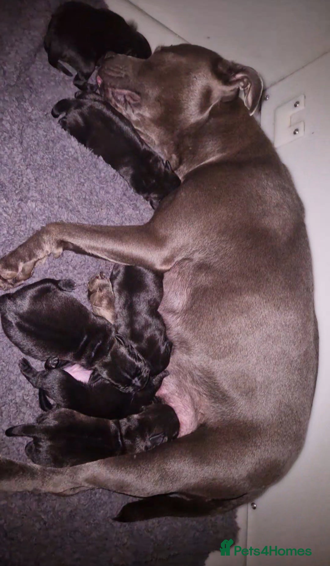 Staffordshire Bull Terrier dogs for sale: KC CHAMPION LINES STAFFORDSHIRE BULL TERRIER PUPS  - Image 13