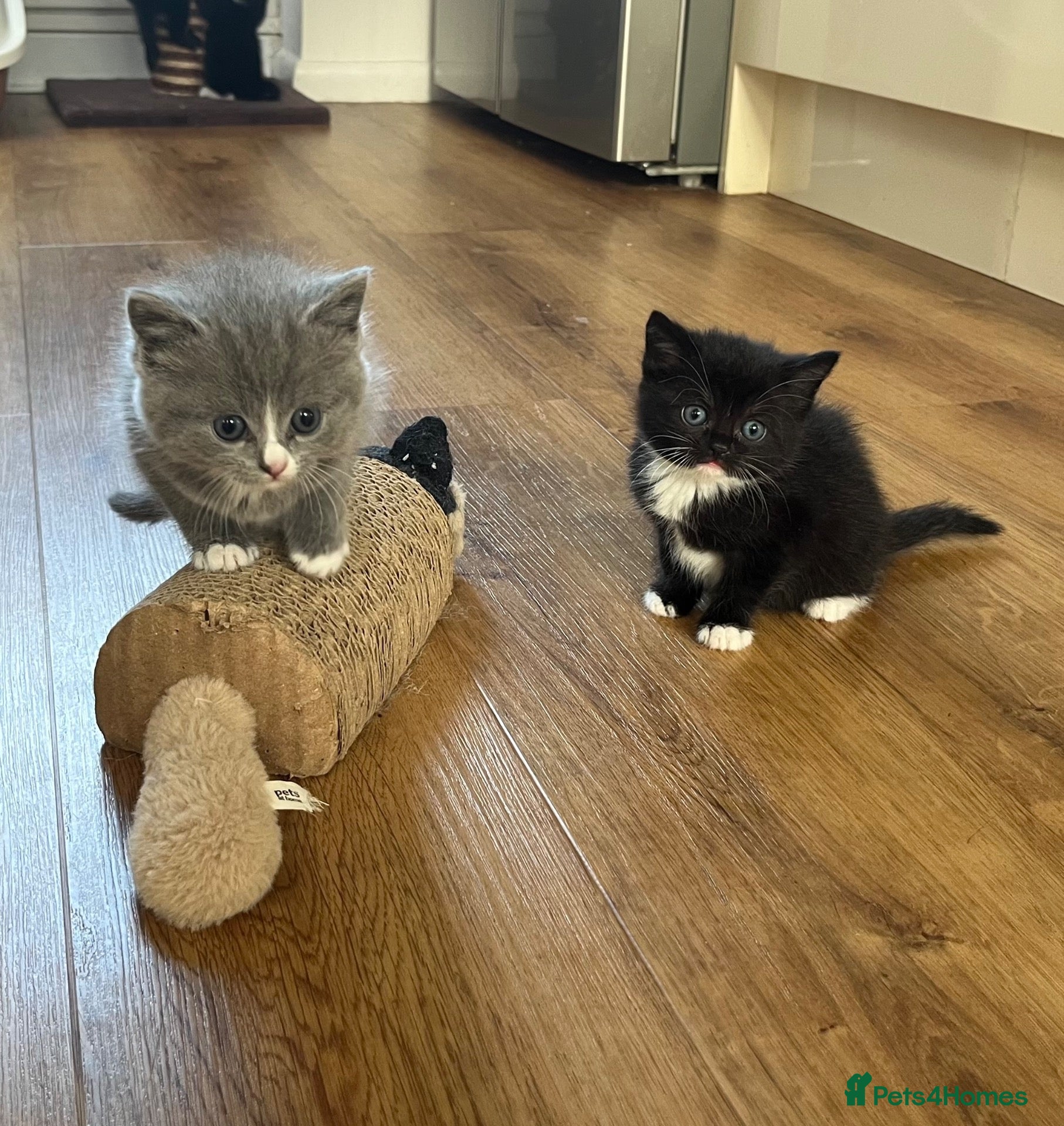 Mixed Breed cats Half British Shorthair Kittens - Advert 1