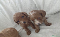 Cavapoo dogs for sale: Cavapoos - Image 5