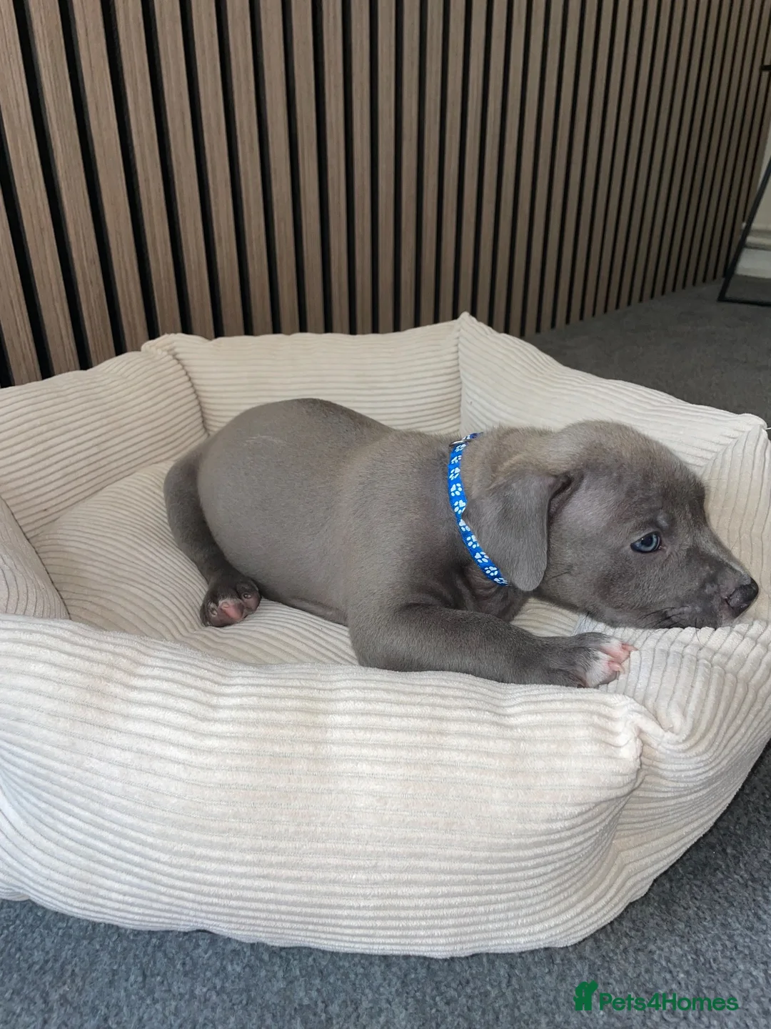 American Bully dogs for sale: American pocket bully pups in Peterborough - Advert 2