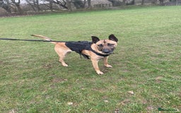 Belgian Shepherd Dog dogs for sale: Belgian Malinois - Image 1