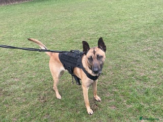 Belgian Shepherd Dog dogs - Advert 9