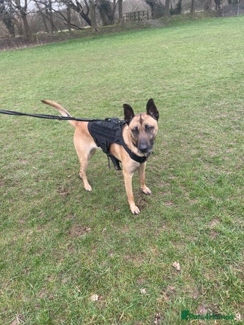 Belgian Shepherd Dog dogs - Advert 1