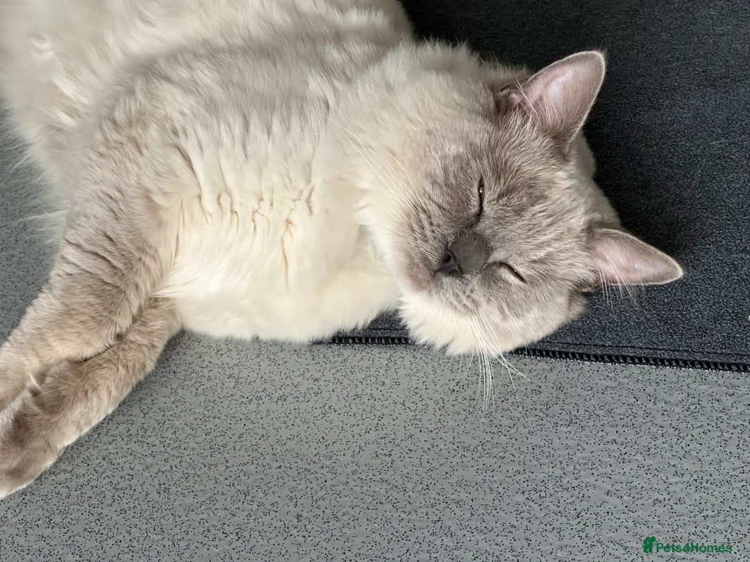 Ragdoll cats for stud: DNA TESTED🧬 Blue Point, Choc Carrier Ragdoll STUD - Advert 26