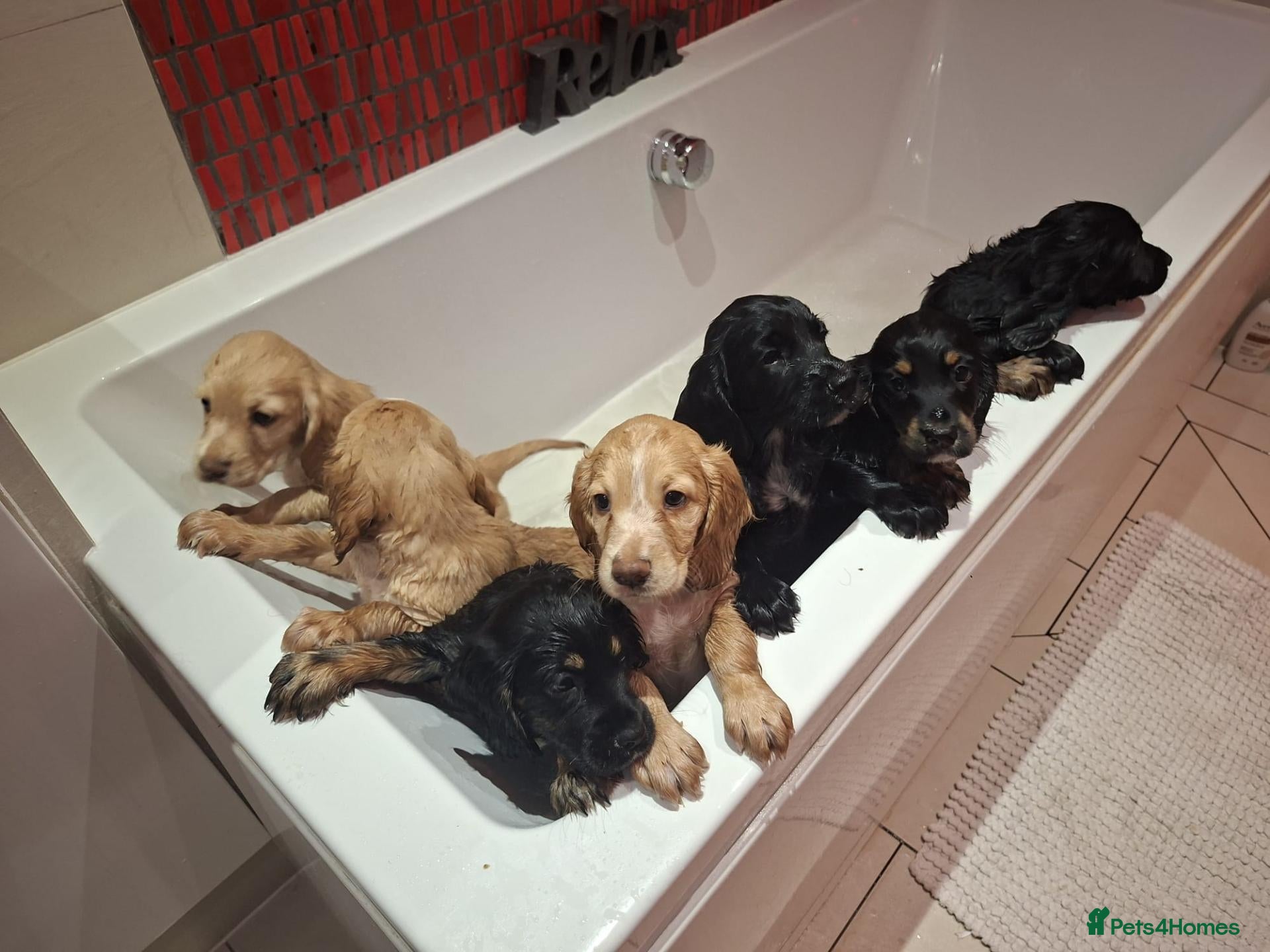 Cocker Spaniel dogs Working Cocker Spaniel Puppies – Ready 5th Sept - Advert 13