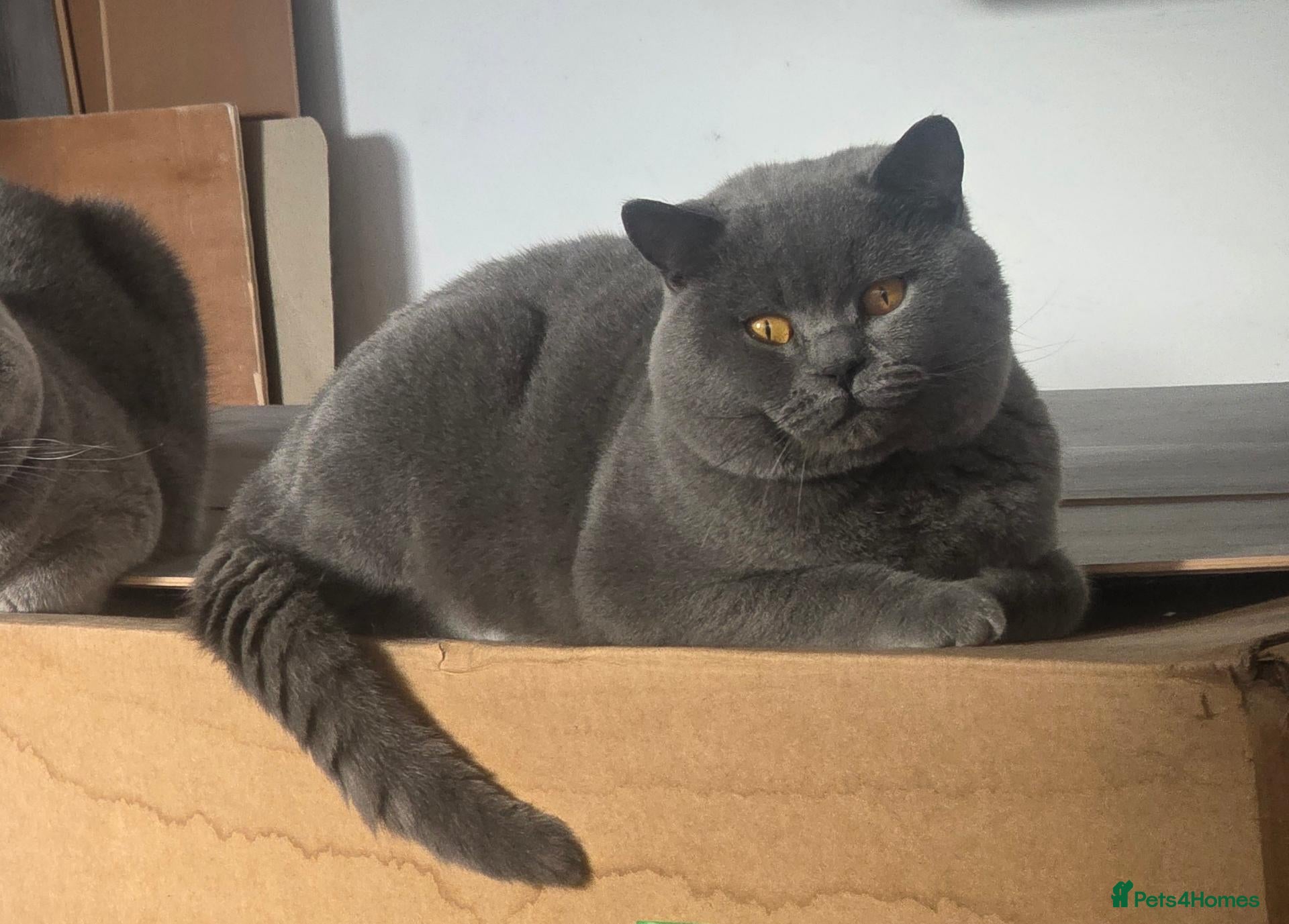 British Shorthair cats British short hair Bud the stud - Advert 1