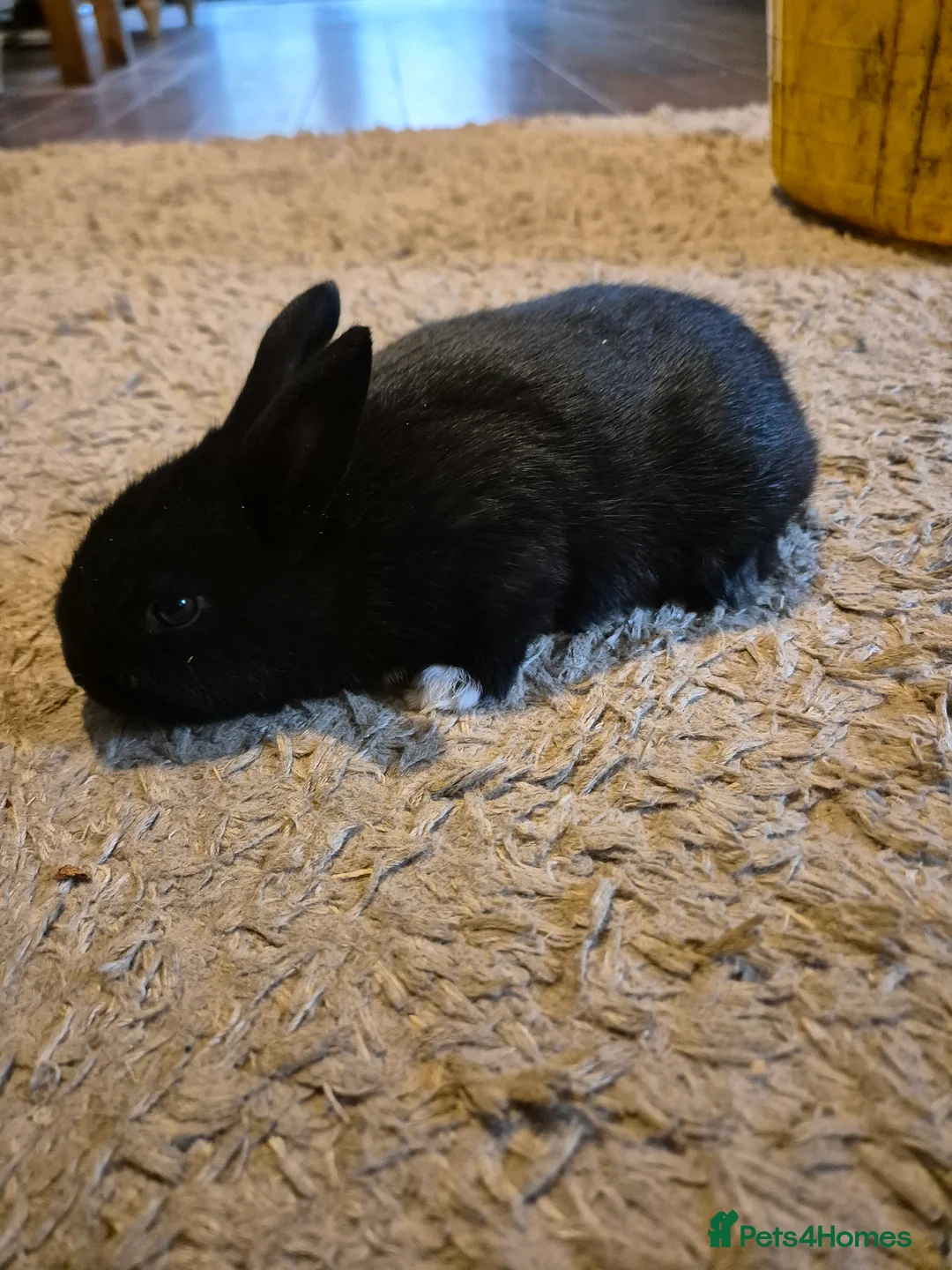 New Zealand rabbits for sale: New Zealand x Dutch Kits - Advert 1