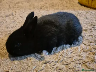 New Zealand rabbits New Zealand x Dutch Kits - Advert 3