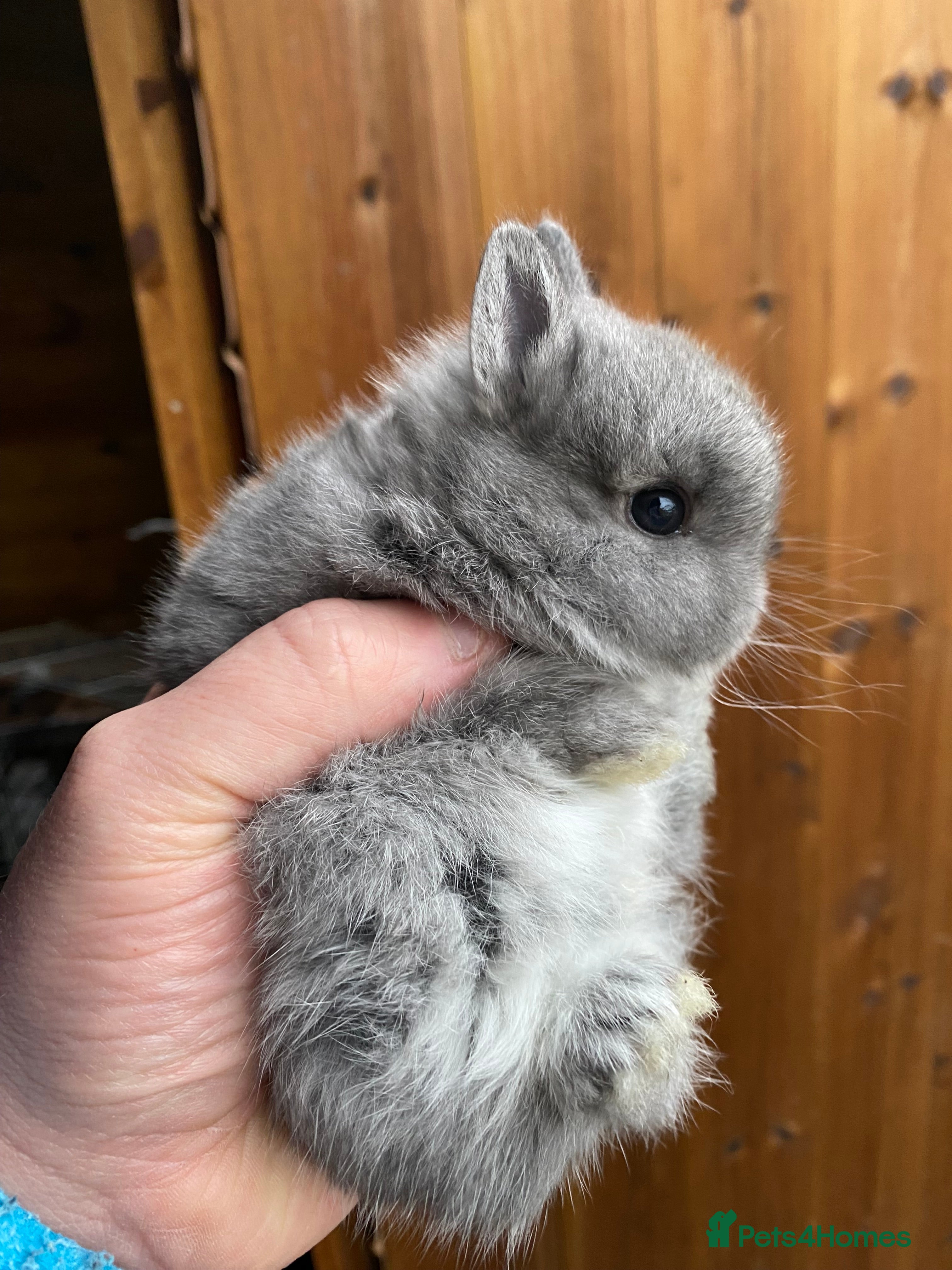 Netherland Dwarf rabbits Netherland dwarf kits and adults available  - Advert 17