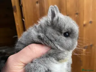 Netherland Dwarf rabbits Netherland dwarf kits and adults available - Advert 17
