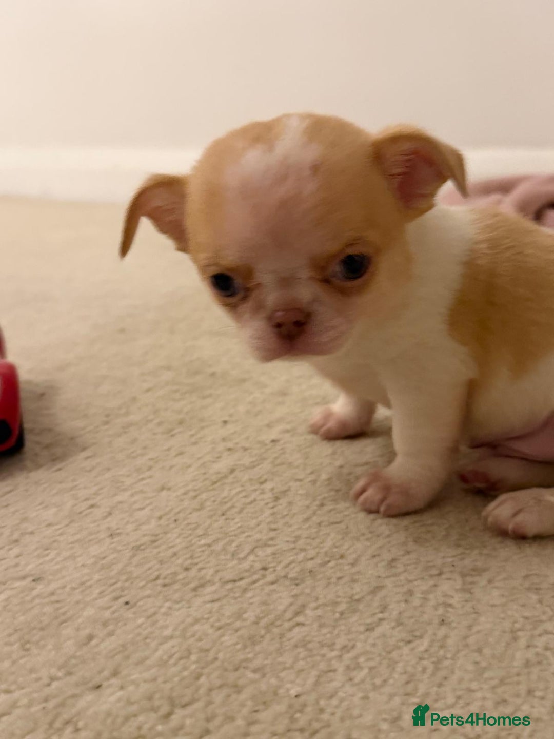 Chihuahua dogs for sale: Kc chihuahua puppies Russian and Ukraine lines - Advert 9